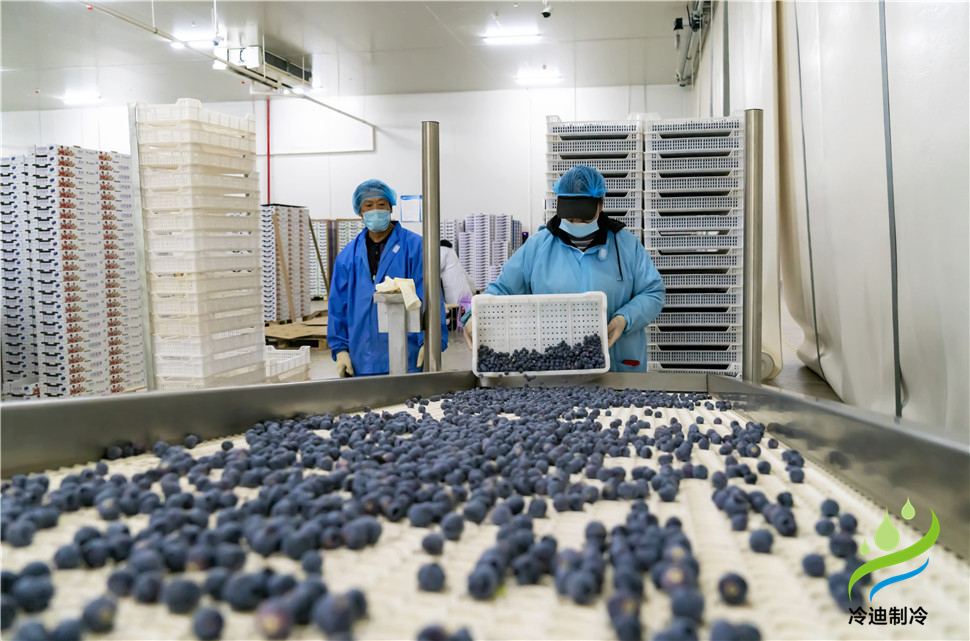 安裝一個(gè)100平米藍(lán)莓速凍冷庫造價(jià)多少錢？