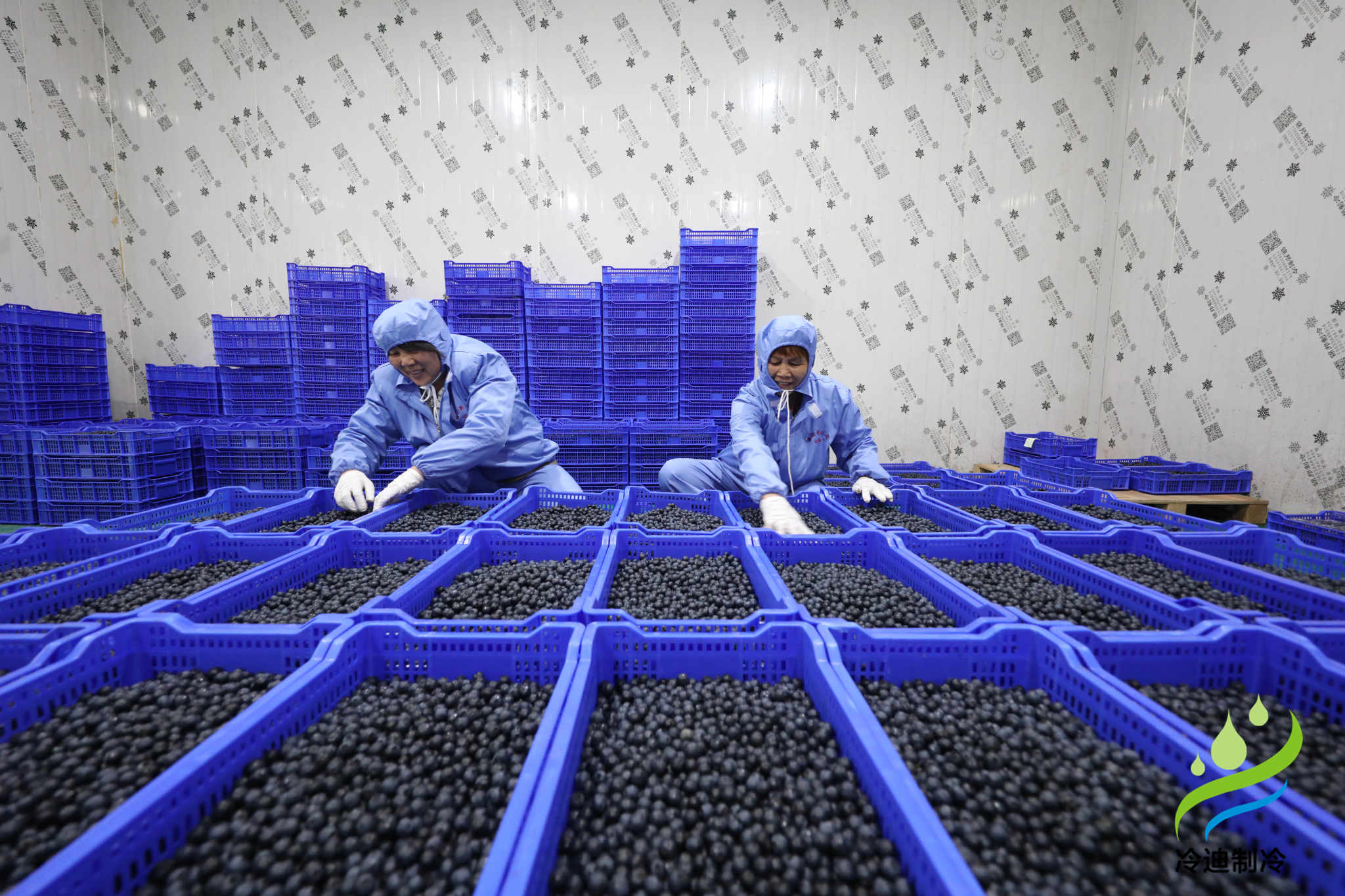 安裝一個(gè)100平米藍(lán)莓速凍冷庫造價(jià)多少錢？